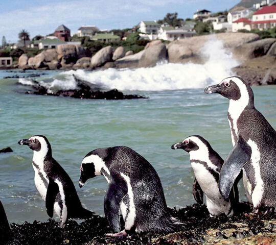 Boulders Penguin beach