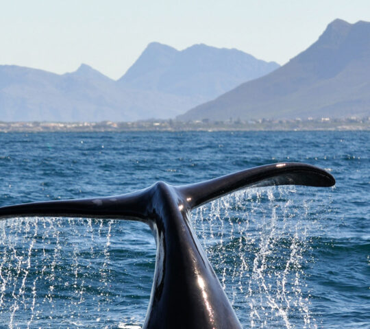 Hermanus Whale Watching